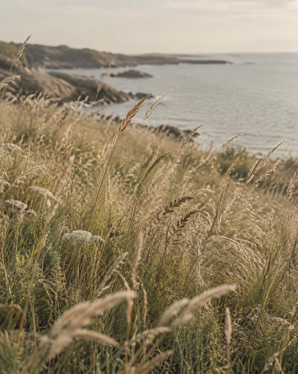 Wild grasses moving beside a quiet shoreline